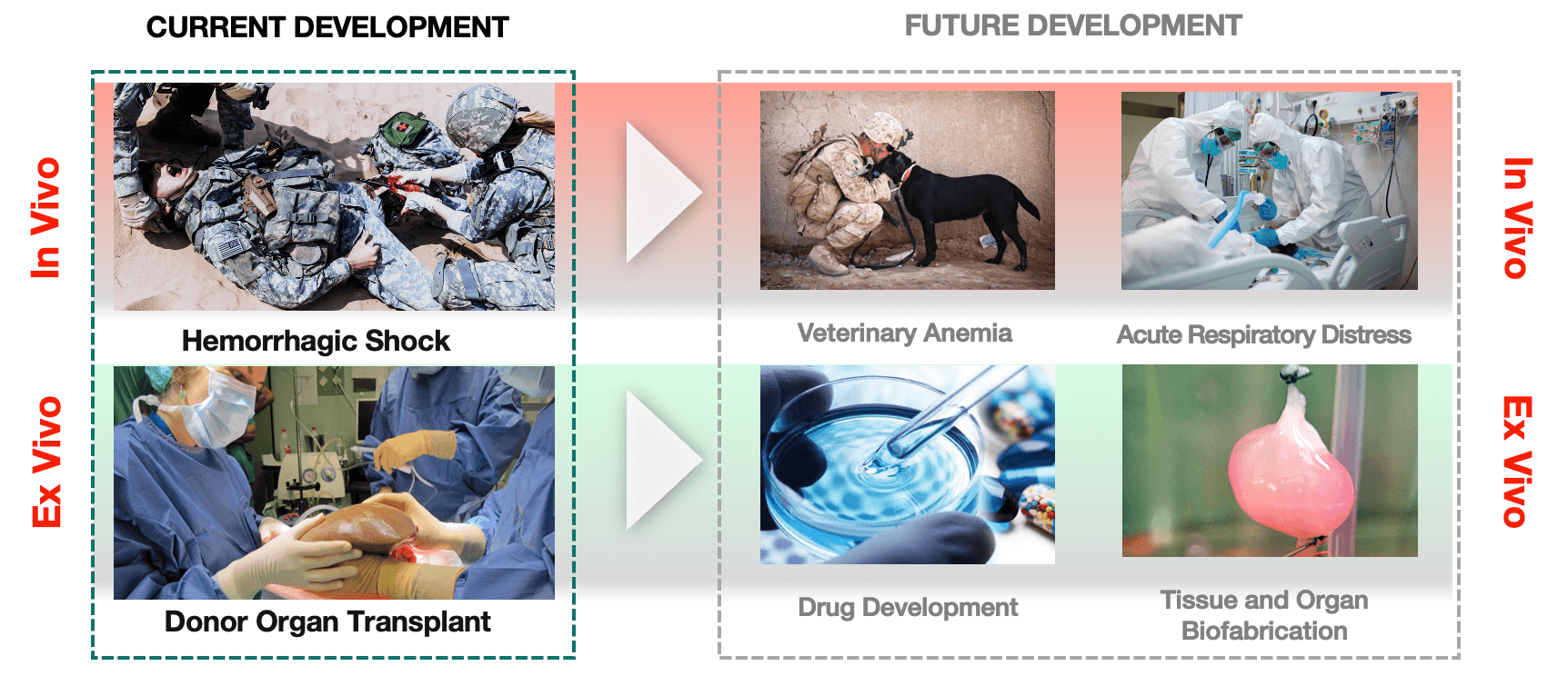 Development map. Current development: hemorrhagic shock in vivo and donor organ transplant ex vivo. Future development: veterinary anemia and acute respiratory distress in vivo, drug development and tissue and organ biofabrication ex vivo.